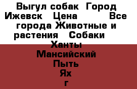 Выгул собак. Город Ижевск › Цена ­ 150 - Все города Животные и растения » Собаки   . Ханты-Мансийский,Пыть-Ях г.